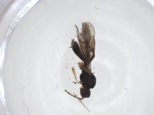  ( - CBG-A35856-F05)  @11 [ ] CreativeCommons - Attribution Share - Alike (2024) Centre for Biodiversity Genomics Centre for Biodiversity Genomics