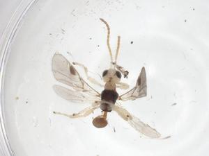  ( - CBG-A35859-H02)  @11 [ ] CreativeCommons - Attribution Share - Alike (2024) Centre for Biodiversity Genomics Centre for Biodiversity Genomics