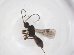  (Heterospilus Malaise0625 - CBG-A35865-G02)  @11 [ ] CreativeCommons - Attribution Share - Alike (2024) Centre for Biodiversity Genomics Centre for Biodiversity Genomics