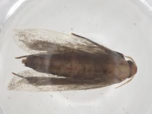  ( - CBG-A36486-G06)  @11 [ ] CreativeCommons - Attribution Share - Alike (2024) Centre for Biodiversity Genomics Centre for Biodiversity Genomics