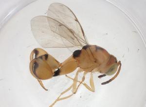  (chalMalaise01 Malaise5882 - CBG-A36501-A05)  @11 [ ] CreativeCommons - Attribution Share - Alike (2024) Centre for Biodiversity Genomics Centre for Biodiversity Genomics