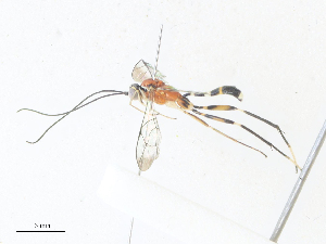  ( - CBG-A36830-E11)  @11 [ ] CreativeCommons - Attribution Share - Alike (2024) CBG Photography Group Centre for Biodiversity Genomics