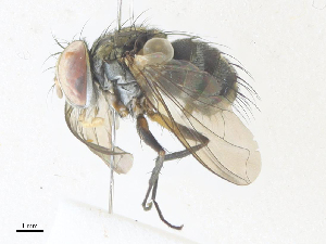  ( - CBG-A36830-F11)  @11 [ ] CreativeCommons - Attribution Share - Alike (2024) CBG Photography Group Centre for Biodiversity Genomics