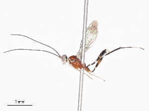  ( - CBG-A38415-A06)  @11 [ ] CreativeCommons - Attribution Share - Alike (2024) CBG Photography Group Centre for Biodiversity Genomics