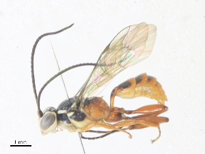  (ichneuMalaise01 Malaise9951 - CBG-A38465-G11)  @11 [ ] CreativeCommons - Attribution Share - Alike (2024) CBG Photography Group Centre for Biodiversity Genomics