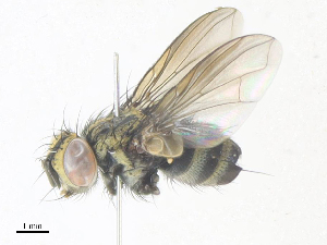  ( - CBG-A38469-C10)  @11 [ ] CreativeCommons - Attribution Share - Alike (2024) CBG Photography Group Centre for Biodiversity Genomics