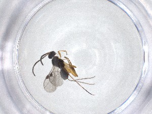  ( - CBG-A53345-H10)  @11 [ ] CreativeCommons - Attribution Share - Alike (2024) Centre for Biodiversity Genomics Centre for Biodiversity Genomics