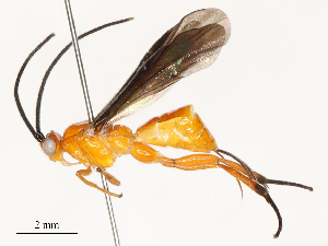  (Lytopylus Malaise0439 - CBG-A53646-A03)  @11 [ ] CreativeCommons - Attribution Share - Alike (2024) CBG Photography Group Centre for Biodiversity Genomics