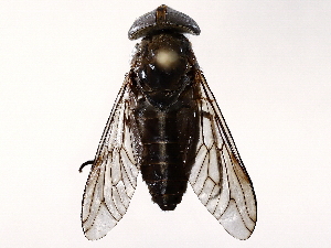  ( - BIOUG62726-F04)  @11 [ ] CreativeCommons - Attribution (2021) CBG Photography Group Centre for Biodiversity Genomics