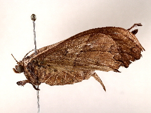  ( - BIOUG62727-D08)  @11 [ ] CreativeCommons - Attribution (2022) CBG Photography Group Centre for Biodiversity Genomics