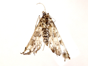  ( - BIOUG62727-F07)  @11 [ ] CreativeCommons - Attribution (2022) CBG Photography Group Centre for Biodiversity Genomics