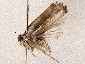  (Cerconota Malaise9409 - BIOUG64403-F05)  @11 [ ] CreativeCommons - Attribution (2021) CBG Photography Group Centre for Biodiversity Genomics