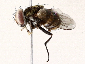  ( - BIOUG64404-B08)  @11 [ ] CreativeCommons - Attribution (2022) CBG Photography Group Centre for Biodiversity Genomics