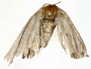  ( - BIOUG64419-H02)  @11 [ ] CreativeCommons - Attribution (2022) CBG Photography Group Centre for Biodiversity Genomics