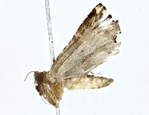  ( - BIOUG64420-C05)  @11 [ ] CreativeCommons - Attribution (2022) CBG Photography Group Centre for Biodiversity Genomics