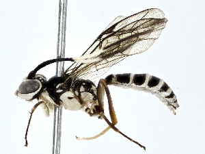  (Macrojoppa Malaise7421 - BIOUG71257-E11)  @11 [ ] CreativeCommons - Attribution (2022) CBG Photography Group Centre for Biodiversity Genomics