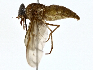  ( - BIOUG71261-C03)  @11 [ ] CreativeCommons - Attribution (2022) CBG Photography Group Centre for Biodiversity Genomics