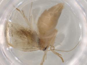  (Antaeotricha Malaise3001 - BIOUG76233-G09)  @11 [ ] CreativeCommons - Attribution (2022) Centre for Biodiversity Genomics Centre for Biodiversity Genomics