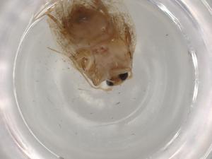  (elachMalaise01 Malaise4545 - BIOUG76233-H02)  @11 [ ] CreativeCommons - Attribution (2022) Centre for Biodiversity Genomics Centre for Biodiversity Genomics