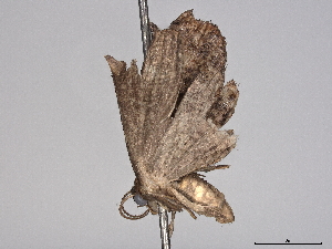  ( - BIOUG76557-H03)  @11 [ ] CreativeCommons - Attribution (2022) CBG Photography Group Centre for Biodiversity Genomics