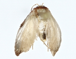  ( - BIOUG76558-F07)  @11 [ ] CreativeCommons - Attribution (2022) CBG Photography Group Centre for Biodiversity Genomics