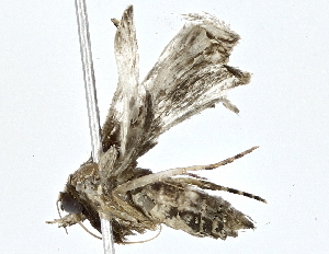  ( - BIOUG76558-G04)  @11 [ ] CreativeCommons - Attribution (2022) CBG Photography Group Centre for Biodiversity Genomics