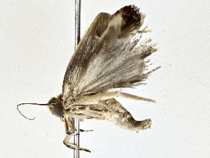  (Antaeotricha Janzen9366 - BIOUG76559-H02)  @11 [ ] CreativeCommons - Attribution (2022) CBG Photography Group Centre for Biodiversity Genomics