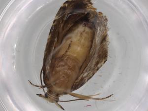  (tortJanzen01 Janzen8400 - BIOUG76651-A03)  @11 [ ] CreativeCommons - Attribution (2022) Centre for Biodiversity Genomics Centre for Biodiversity Genomics