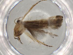  (ereMalaise01 Malaise9271 - BIOUG76923-G09)  @11 [ ] CreativeCommons - Attribution (2022) Centre for Biodiversity Genomics Centre for Biodiversity Genomics