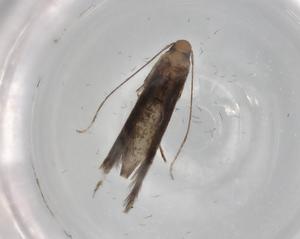  (NocMalaise01 Malaise9943 - BIOUG76926-H10)  @11 [ ] CreativeCommons - Attribution (2022) Centre for Biodiversity Genomics Centre for Biodiversity Genomics