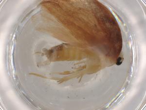  ( - BIOUG79341-D08)  @11 [ ] CreativeCommons - Attribution (2022) Centre for Biodiversity Genomics Centre for Biodiversity Genomics