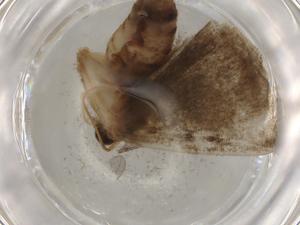  ( - BIOUG79359-E09)  @11 [ ] CreativeCommons - Attribution (2022) Centre for Biodiversity Genomics Centre for Biodiversity Genomics