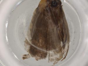  ( - BIOUG79372-A03)  @11 [ ] CreativeCommons - Attribution (2022) Centre for Biodiversity Genomics Centre for Biodiversity Genomics