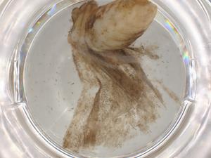  ( - BIOUG79492-F12)  @11 [ ] CreativeCommons - Attribution (2022) Centre for Biodiversity Genomics Centre for Biodiversity Genomics