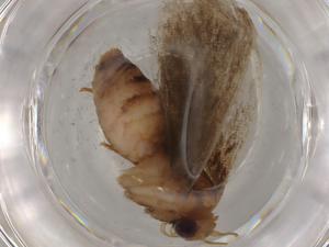  ( - BIOUG80537-C03)  @11 [ ] CreativeCommons - Attribution (2022) Centre for Biodiversity Genomics Centre for Biodiversity Genomics