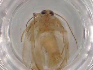  (Antaeotricha Malaise3001 - BIOUG80537-D10)  @11 [ ] CreativeCommons - Attribution (2022) Centre for Biodiversity Genomics Centre for Biodiversity Genomics