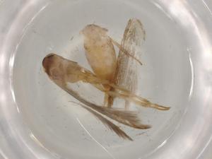  ( - BIOUG80551-B11)  @11 [ ] CreativeCommons - Attribution (2022) Centre for Biodiversity Genomics Centre for Biodiversity Genomics