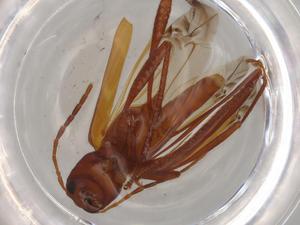  ( - BIOUG80557-H06)  @11 [ ] CreativeCommons - Attribution (2022) Centre for Biodiversity Genomics Centre for Biodiversity Genomics