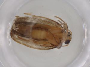  (Stenoma Malaise5340 - BIOUG80579-B07)  @11 [ ] CreativeCommons - Attribution (2022) Centre for Biodiversity Genomics Centre for Biodiversity Genomics