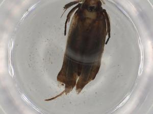  ( - BIOUG81404-E08)  @11 [ ] CreativeCommons - Attribution (2022) Centre for Biodiversity Genomics Centre for Biodiversity Genomics