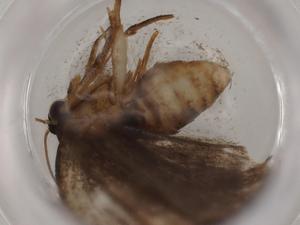  ( - BIOUG81411-D06)  @11 [ ] CreativeCommons - Attribution (2022) Centre for Biodiversity Genomics Centre for Biodiversity Genomics