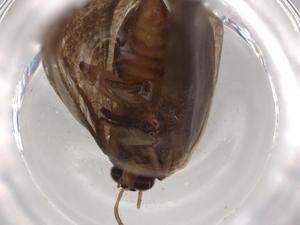  ( - BIOUG81450-E12)  @11 [ ] CreativeCommons - Attribution (2022) Centre for Biodiversity Genomics Centre for Biodiversity Genomics