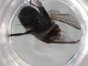  ( - BIOUG81752-H11)  @11 [ ] CreativeCommons - Attribution (2022) Centre for Biodiversity Genomics Centre for Biodiversity Genomics