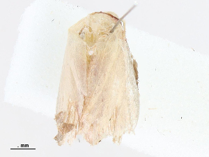  ( - CBG-A07091-F04)  @11 [ ] CreativeCommons - Attribution Share - Alike (2023) CBG Photography Group Centre for Biodiversity Genomics