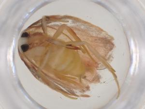  (Stenoma Malaise9416 - CBG-A08700-B08)  @11 [ ] CreativeCommons - Attribution Share - Alike (2023) Centre for Biodiversity Genomics Centre for Biodiversity Genomics