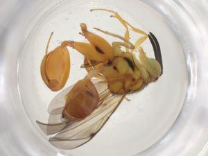  (chalMalaise01 Malaise2887 - CBG-A08716-H02)  @11 [ ] CreativeCommons - Attribution Share - Alike (2023) Centre for Biodiversity Genomics Centre for Biodiversity Genomics