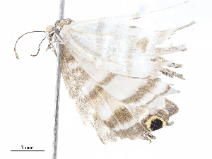  ( - CBG-A08729-H10)  @11 [ ] CreativeCommons - Attribution Share - Alike (2023) CBG Photography Group Centre for Biodiversity Genomics