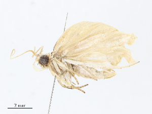  (Stenoma Janzen4427 - CBG-A08732-B11)  @11 [ ] CreativeCommons - Attribution Share - Alike (2023) CBG Photography Group Centre for Biodiversity Genomics