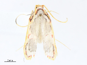  (Filinota Malaise0041 - CBG-A08732-C08)  @11 [ ] CreativeCommons - Attribution Share - Alike (2023) CBG Photography Group Centre for Biodiversity Genomics