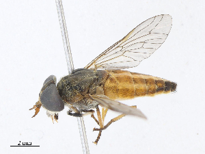 ( - CBG-A08732-D12)  @11 [ ] CreativeCommons - Attribution Share - Alike (2023) CBG Photography Group Centre for Biodiversity Genomics